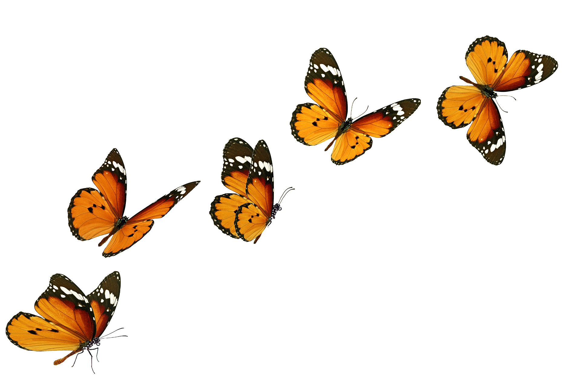 Photos of a monarch butterfly in a flight series.