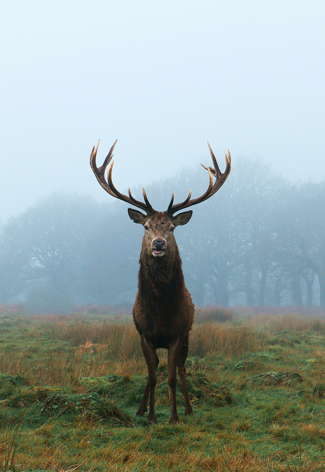 A majestic deer with large antlers stands in a field. 