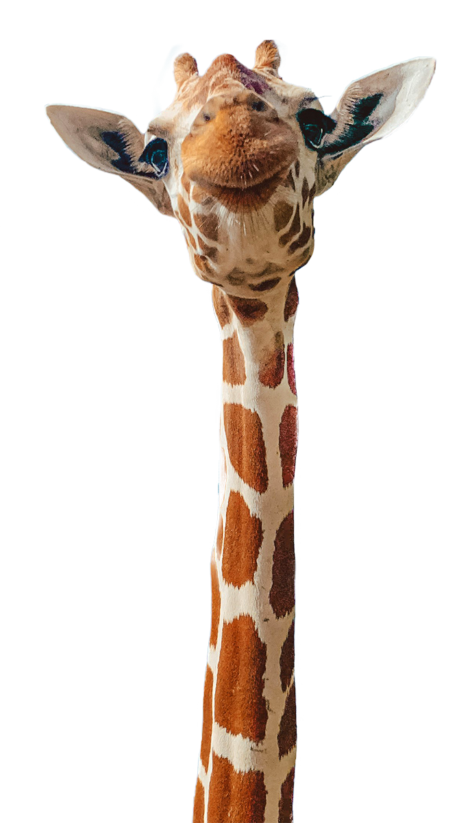 This giraffe with a tall neck is looking down at you!