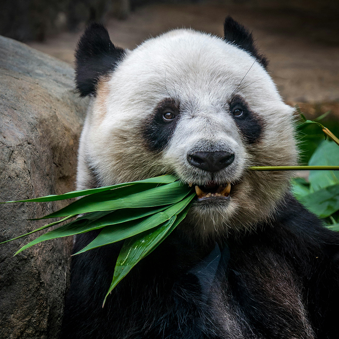 Portrait of a panda with eucalyptus in its mouth. 