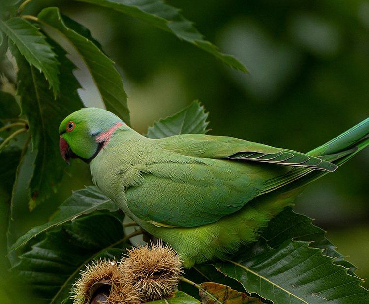 A beautiful green bird perches on lush green tropical plant