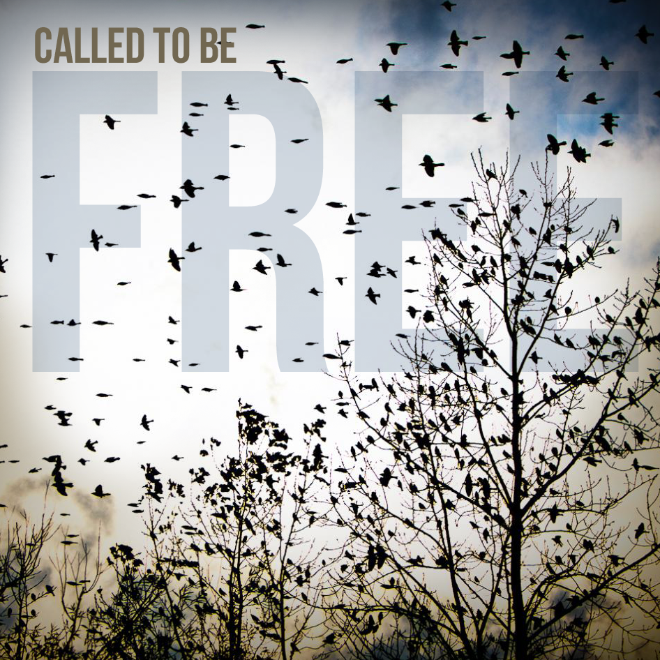 Birds soar away from trees, while other birds sit in branches