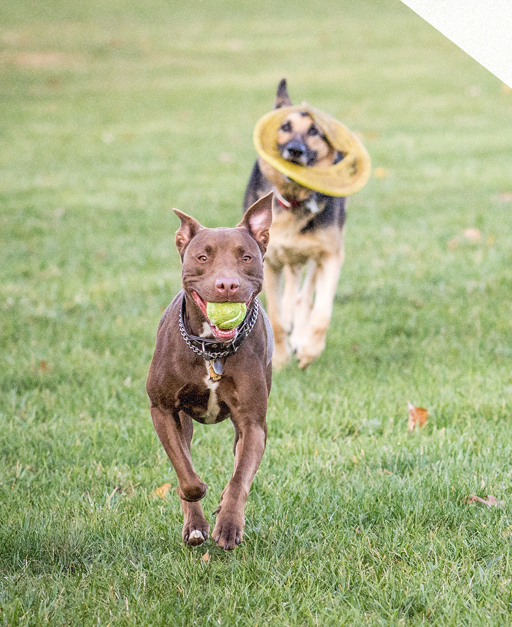 Dog runs happily with ball in his mouth. Two other goofy looking dogs follow behind. 