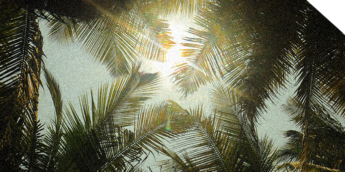 Set Free 2 Looking up at the sun filtered through palm branches